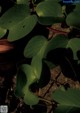 A close up of a plant with green leaves.